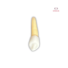 Diente Entrenamiento Endodoncia Radiopaco 2.3 Orais