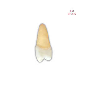 Diente Entrenamiento Endodoncia Radiopaco 2.5 Orais