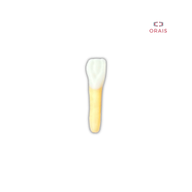 Diente Entrenamiento Endodoncia Radiopaco 3.1 Orais