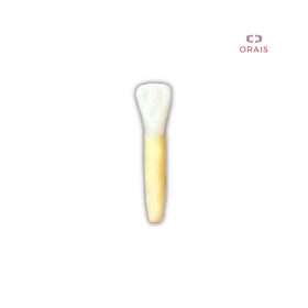 Diente Entrenamiento Endodoncia Radiopaco 3.2 Orais