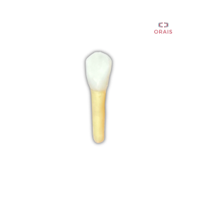 Diente Entrenamiento Endodoncia Radiopaco 3.3 Orais