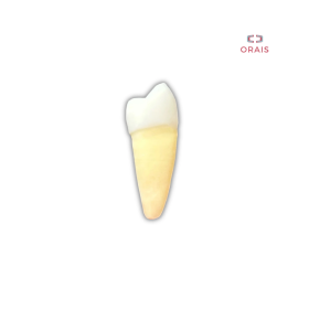 Diente Entrenamiento Endodoncia Radiopaco 3.4 Orais