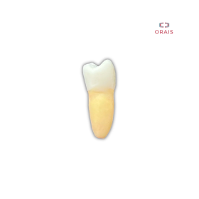 Diente Entrenamiento Endodoncia Radiopaco 3.5 Orais