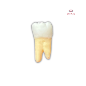Diente Entrenamiento Endodoncia Radiopaco 3.6 Orais