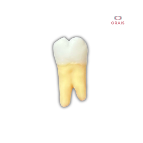 Diente Entrenamiento Endodoncia Radiopaco 3.7 Orais