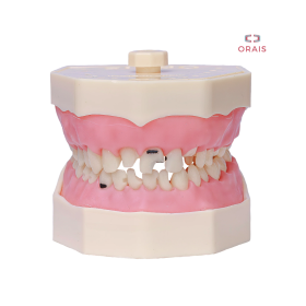 Arcada de Materiales Dentales 217 Orais