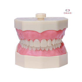 Arcada de Odontologia Estandar 101 Orais