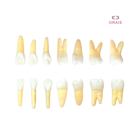 Diente Entrenamiento Endodoncia Radiopaco Kit Completo 1450 Orais