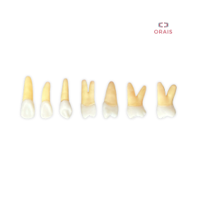 Diente Entrenamiento Endodoncia Radiopaco Kit 2.1 - 2.7 Orais