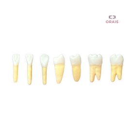 Diente Entrenamiento Endodoncia Radiopaco Kit 3.1 - 3.7 Orais